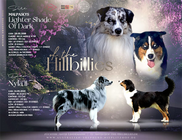 Aktueller Australian Shepherd Wurf