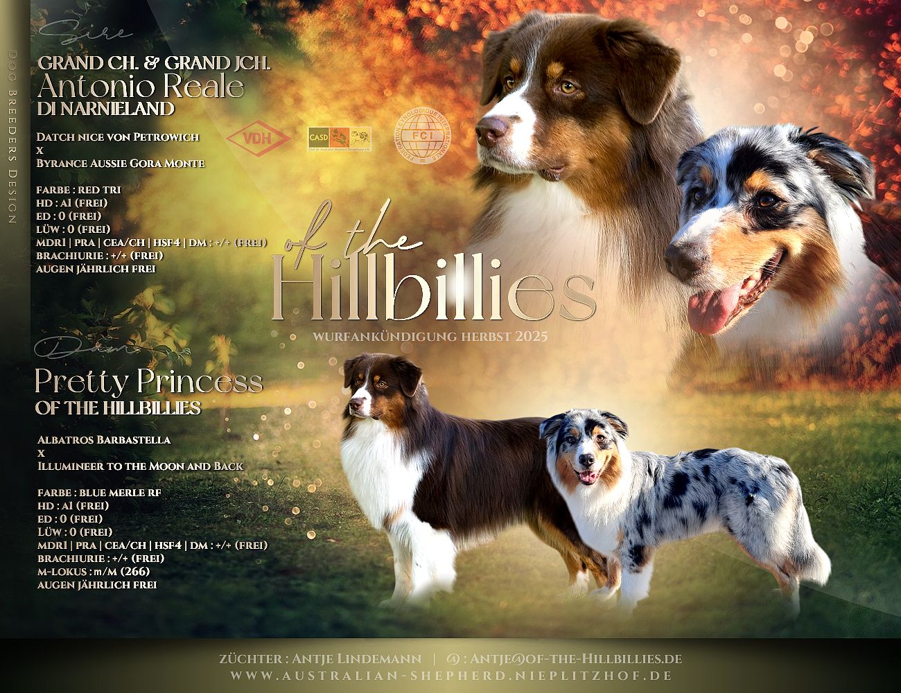 Australian Shepherd Welpen Ankündigung