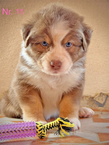 Süßer Australian Shepherd Welpe mit blauen Augen.