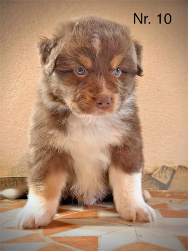 Flauschiger Aussie Welpe mit aufmerksamem und freundlichem Gesichtsausdruck.