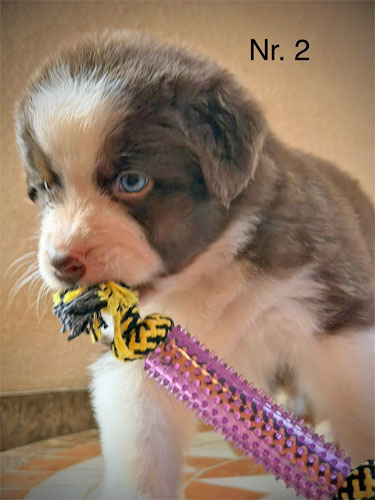 Junger Australian Shepherd Hundewelpe mit blauen Augen.
