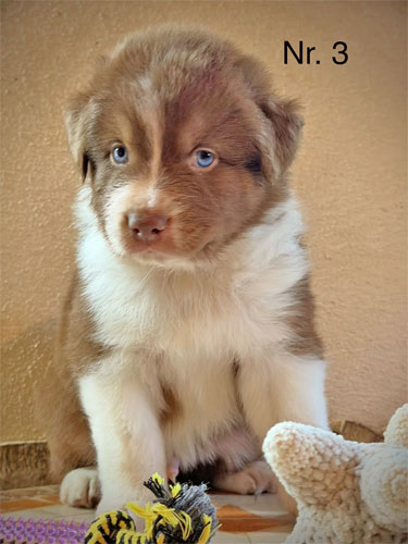 Verspielter Australian Shepherd Welpe mit bezauberndem Welpengesicht.