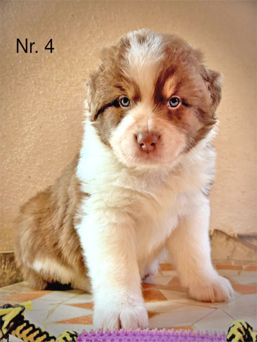Wunderschöner Australian Shepherd Welpe mit weichem, mehrfarbigem Fell.