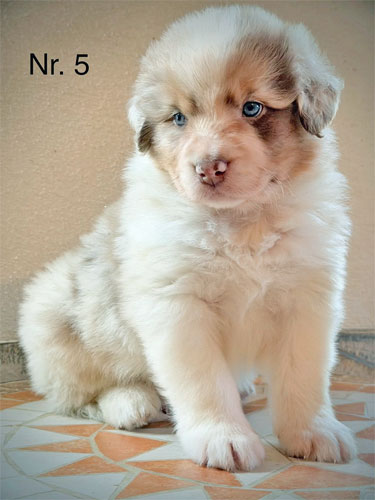 Wunderschöne Australian Shepherd Welpen suchen ein liebevolles Zuhause. Entdecken Sie diese intelligente, aktive und familienbezogene Hunderasse.