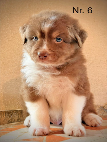 Kleiner Australian Shepherd Rassehund mit charakteristischer Fellzeichnung.