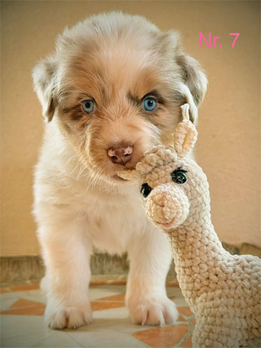 Süße Australian Shepherd Hundewelpen für zukünftige Hundebesitzer, die einen intelligenten, sportlichen und treuen Begleiter suchen.