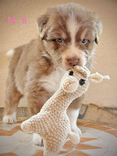 Wer einen Australian Shepherd Welpen kaufen möchte, findet hier bezaubernde junge Hunde mit individuellen Fellfarben und blauen Augen.