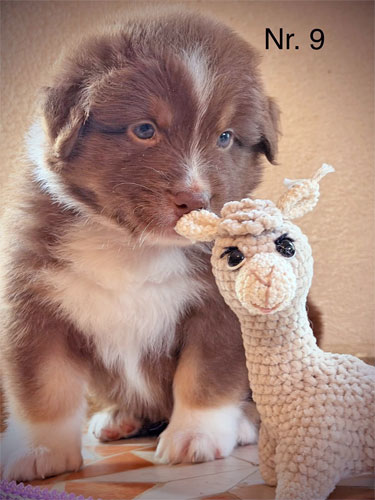 Süße Australian Shepherd Hundewelpen für zukünftige Hundebesitzer, die einen intelligenten, sportlichen und treuen Begleiter suchen.