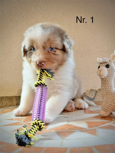 Niedlicher Australian Shepherd Welpe mit flauschigem Fell und neugierigem Blick.
